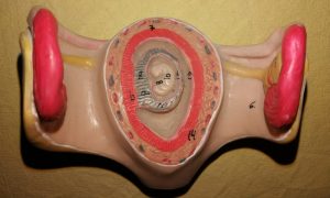 Embryo