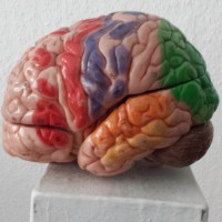 Gehirnmodell