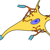 Nervenzellkörpper