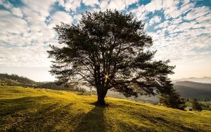 Wachstum und Verbundenheit